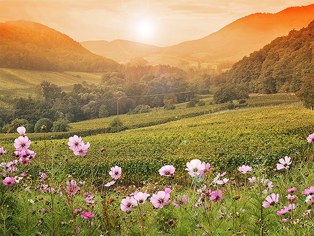 Sommarsemester i Frankrike