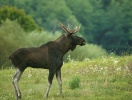 När man är på utflykt i trakterna runt Kalmar är det inte helt omöjligt att man kan få se en älg