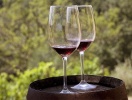 En ferie i Norditalien er ikke komplet uden et besøg på en lokal vingård