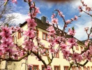 Schloss-Hotel Petry er jeres romantiske base på denne slotsferie ved Mosel