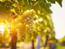 Det er primært Riesling, der dyrkes på vinterrasserne omkring Treis-Karden, og her er stolte vintraditioner