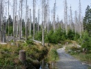 Den nya skogen som växer upp i Harz kommer att ha mer biodiversitet och vara mer klimattålig