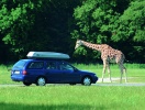 Knuthenborg Safaripark er Nordeuropas største af sin art, og her kan I komme tæt på de vilde dyr