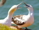 Naturen og dyrelivet er også noget helt særligt på Helgoland