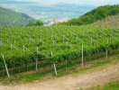 I Valpolicella kan I nyde synet af frodige vinmarker så langt, øjet rækker