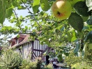 Æbletræerne trives i Normandiets klima
