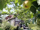 Det finns gott om äppleträd i Normandie och Calvados