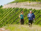 Lange rækker af vinstokke pryder landskabet ved Rhinen