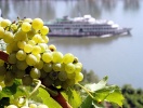 Vinerna och båtsightseeing - klassiker på din semester vid Mosel