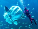 I Hirtshals ligger en av Nordjyllands största sevärdheter, Nordsøens Oceanarium
