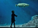 På Den Blå Planet får du en fascinerand inblick i livet under vattenytan