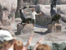 Aalborg Zoo har många spännande djur