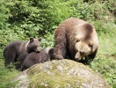 Tæt på hotellet finder I Bayerwald Tierpark, hvor man kan opleve bl.a. bjørne i deres naturlige habitat