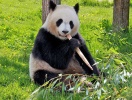 Res också till ZooParc De Beauval och se bland annat de söta pandorna