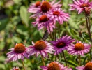 Stop op, og opdag flora og fauna på jeres feriedestination