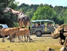 Eller tag forbi Ree Park Safari, der er en enestående chance for at komme helt tæt på savannens dyr