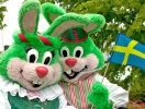 Mød de berømte Liseberg-kaniner, som har boet i Liseberg i mere end 40 år