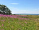 Sundsgården har ett naturskönt läge vid Örby ängar och här finner du en unika flora och fauna