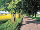 På turen gennem Mecklenburg-Vorpommern finder I de hyggeligste veje og alleer
