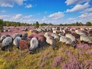 De små hedefår vil I helt sikkert møde på jeres vandreture på Lüneburger Heide
