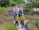 Når lyngen blomstrer, forvandler heden sig til et lilla tæppe