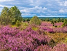 Lüneburger Heide er temmelig flad - men fra højdepunktet Wilseder Berg har I et smukt panorama