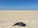 Læsø er om noget synonym med hav og høj himmel - en naturperle af den anden verden