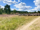 Disse små hedefår vil I helt sikkert møde på jeres vandreture på Lüneburger Heide