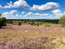 Når lyngen blomstrer, forvandler Lüneburger Heide sig til et lilla tæppe
