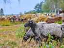 Disse små hedefår vil I helt sikkert møde på jeres vandreture på Lüneburger Heide