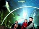 Besök SEA LIFE akvariet, där du kan få ett intressant möte med havsdjur...