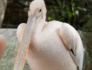 ... eller Vogelpark Niendorf med över tusen olika fåglar av många olika arter, också sällsynta