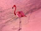 Du bor på moderna The Flamingo Timmendorfer Strand med flamingointeriör och cool inredning
