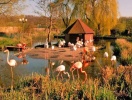Besök Vogelpark Niendorf med mer än tusen olika fåglar från många olika och även sällsynta fågelarter