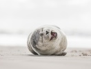 På Helgoland kan I opleve de store sælbanker og den smukke, rå natur
