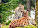 I Bayerwald Tierpark i Lohberg kan I hilse på 400 forskellige dyr fra Bayerns skovområde i et naturligt miljø