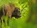 Oplev også de mægtige fritgående bisonokser på halvøen Damerow