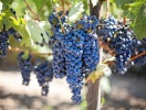 Dyk också ner i de italienska smakrika vinerna