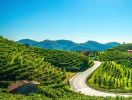 Strada del Prosecco med vinmarker så langt øjet rækker - og vingårde, der venter på at blive opdaget