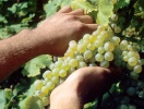 Her er Prosecco ikke bare vin - det er en livsstil