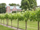 I er også velkomne til at gå en tur i hotellets vinmark med Merlot, som ligger i baghaven