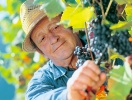 Schwarzwald-vin avnjutet i natursköna omgivningar