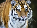 Du bor granne med några av världens mest exotiska djur i Knuthenborg Safaripark