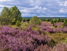På sensommaren är heden lila med blommande ljungväxter på Lüneburgheden