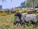 Det dimmiga, uråldriga landskapet på Lüneburgheden är ofta ganska magiskt att vandra genom
