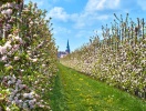 Kyrktornet i grannstaden Steinkirchen blickar upp över äppelodlingarna © urlaubsregion-altesland