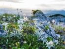 Kom ihåg att stanna upp på dina utflykter och upptäcka naturens små underverk - kanske hittar du den sällsynta Edelweiss
