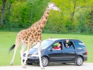 Det tar bara en timme att köra till Givskud Zoo där savannen är full av exotiska djur