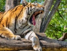 I Schloss Schönbrunns slottspark ligger också ett praktfullt orangeri och världens äldsta Zoo