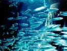 Besök Aquarium Kiel och följ med i fiskarnas undervattensvärld